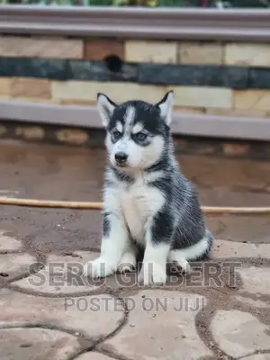 1-3 months Male Purebred Siberian Husky