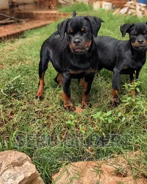 1-3 months Male Purebred Rottweiler