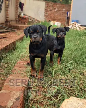 3-6 months Male Purebred Rottweiler