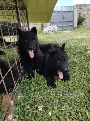 3-6 months Male Purebred German Shepherd