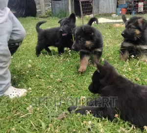 1-3 months Male Purebred German Shepherd