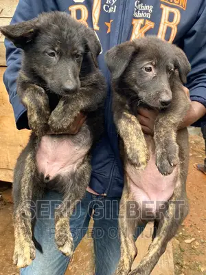 1-3 months Male Purebred German Shepherd