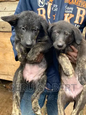 3-6 months Female Purebred German Shepherd