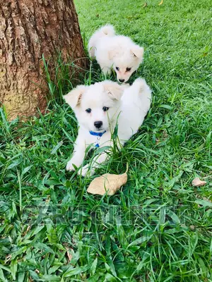 3-6 months Female Purebred Japanese Spitz