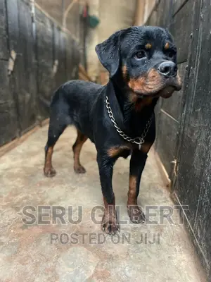 1-3 months Female Purebred Rottweiler