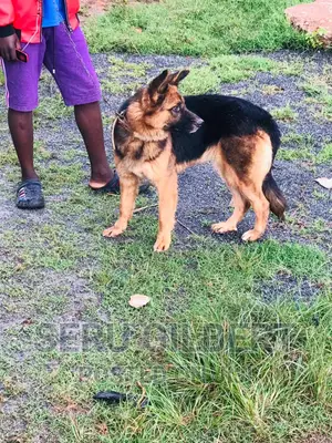 3-6 months Female Purebred German Shepherd