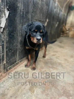 3-6 months Female Purebred Rottweiler