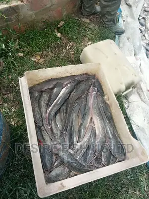 Catfish Brood Stock