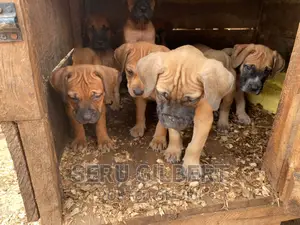 1-3 months Male Purebred Boerboel