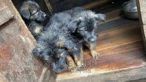 1-3 months Male Purebred German Shepherd