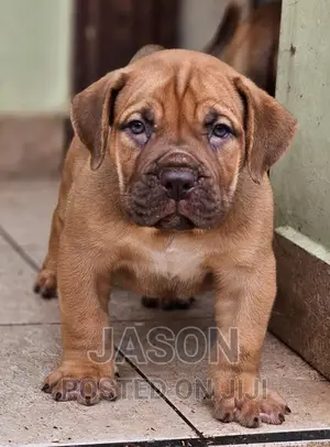 1-3 months Female Purebred Boerboel