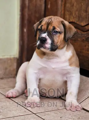 1-3 months Male Purebred Boerboel