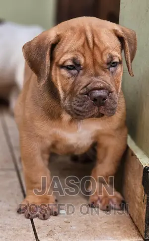 1-3 months Female Purebred Boerboel