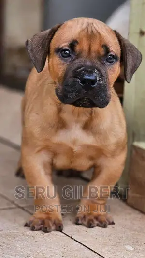 1-3 months Male Purebred Boerboel