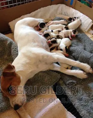 3-6 months Male Purebred Jack Russell Terrier