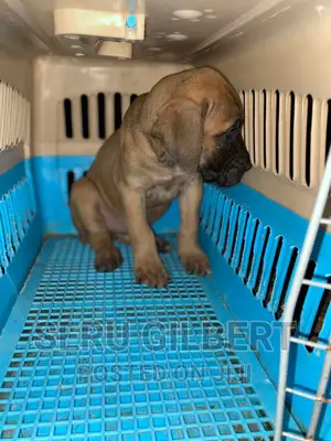 3-6 months Male Purebred Boerboel