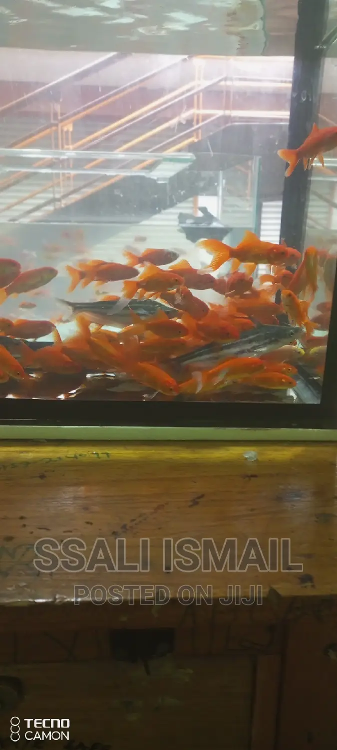 Well Treated Fish, Best Size and Fair Price
