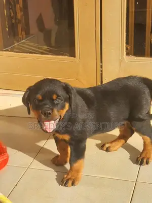 1-3 months Male Purebred Rottweiler