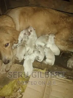3-6 months Male Purebred Golden Retriever