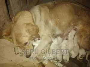1-3 months Male Purebred Golden Retriever