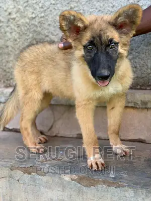 1-3 months Male Purebred German Shepherd
