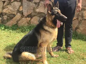 3-6 months Male Purebred German Shepherd