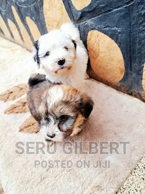 1-3 months Male Purebred Maltese