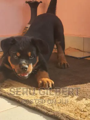 3-6 months Female Purebred Rottweiler