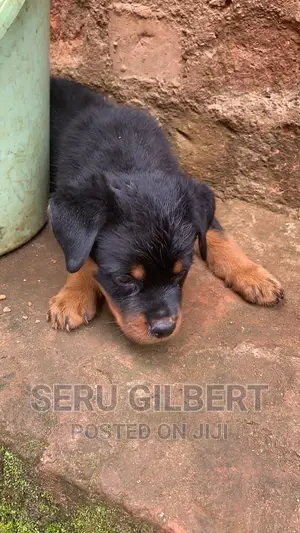 1-3 months Male Purebred Rottweiler