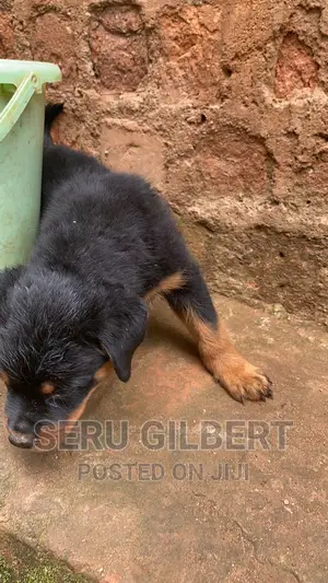 1-3 months Male Purebred Rottweiler