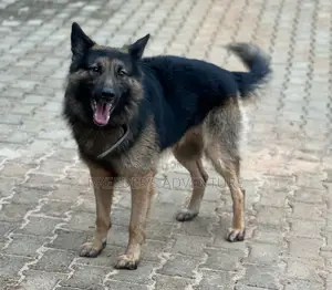 6-12 months Male Purebred German Shepherd