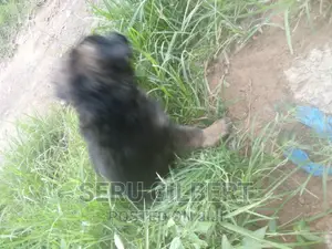 3-6 months Male Purebred German Shepherd