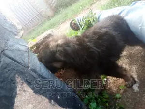 1-3 months Male Purebred German Shepherd