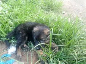 1-3 months Male Purebred German Shepherd