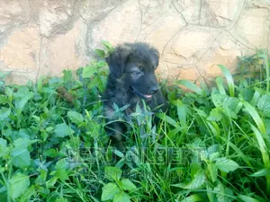 1-3 months Male Purebred German Shepherd