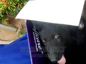 0-1 month Female Purebred German Shepherd