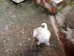 3-6 months Male Purebred Maltese