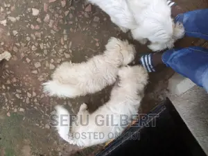 1-3 months Male Purebred Maltese