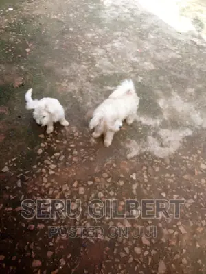 3-6 months Male Purebred Maltese