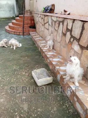 1-3 months Female Purebred Maltese