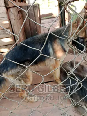6-12 months Female Purebred German Shepherd