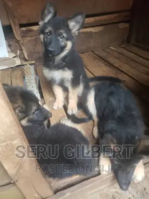 1-3 months Male Purebred German Shepherd