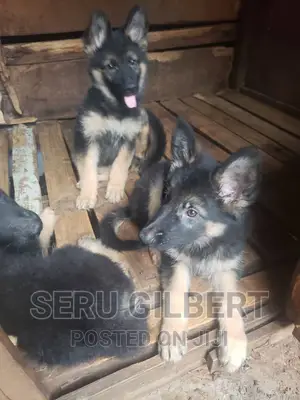 3-6 months Male Purebred German Shepherd