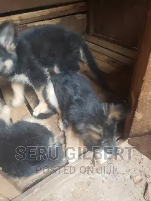 1-3 months Male Purebred German Shepherd