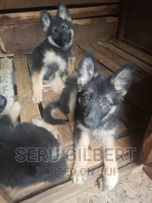 3-6 months Male Purebred German Shepherd