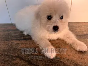3-6 months Female Purebred Maltese
