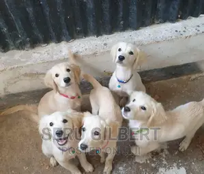 1-3 months Male Purebred Golden Retriever