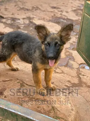 1-3 months Female Purebred German Shepherd