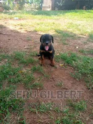 1-3 months Male Purebred Rottweiler