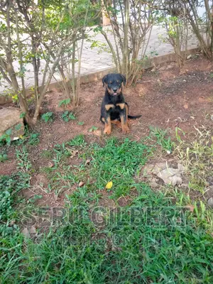 3-6 months Male Purebred Rottweiler